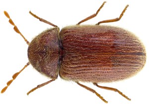 Bread bugs can cause great damage to library collections